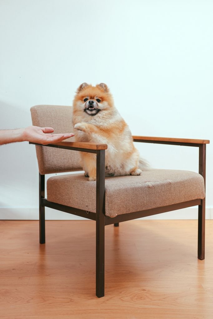 Adorable Pomeranian dog sitting on a chair, giving paw to a human hand indoors.