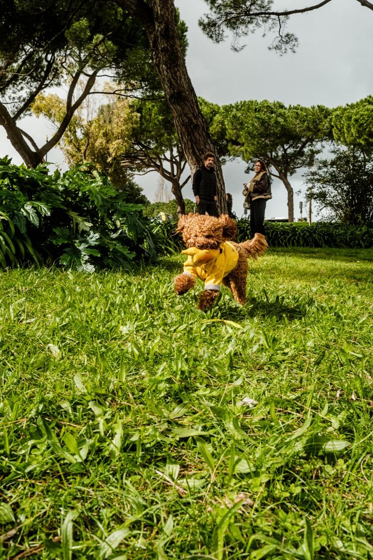 Adorable dog in a yellow scarf runs through a sunny, tree-filled park while people watch in the background.