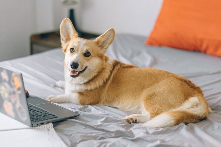 Cute corgi lying on bed next to a laptop, creating a cozy home office vibe.